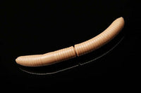 Libra Lures Fatty D´Worm 65mm 035