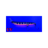 Jackall Futten FS UV HL Mat Perch