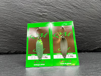 Rodio Craft Qm 1,8g #73